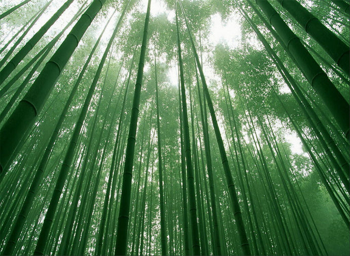 5 reasons to choose bamboo as a sustainable replacement for plastic